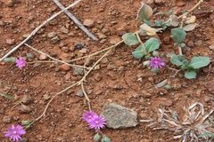Corbichonia decumbens
